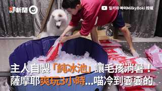 主人自製「純冰池」讓毛孩消暑！ 薩摩耶爽玩3小時...喵冷到嫑嫑的