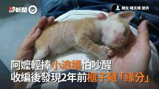 阿嬤輕捧小浪橘怕吵醒　收編後發現2年前櫃子藏「緣分」