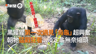 黑猩猩第一次遇見「烏龜」超興奮 朝牠猛戳狂看...淡定龜無奈縮頭