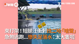 來打架！短腿汪衝刺找二哈嗆聲  急煞逃跑...慘失足落水：太大隻啦