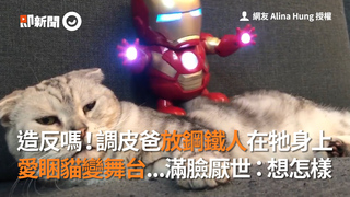 造反嗎！調皮爸放鋼鐵人在牠身上  愛睏貓秒變舞台...滿臉厭世：想怎樣