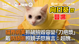 貓界網美抓破臉毀容變「刀疤漿」　戴防舔圈照鏡子怒無言：超醜...