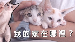 祐銘&麻吉貓-小貓們需要一個家！新竹東門市場隱藏版貓中途