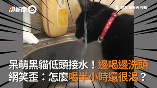 呆萌黑貓低頭接水！邊喝邊洗頭 網笑歪：怎麼喝半小時還很渴？