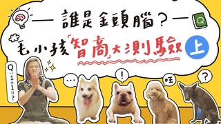 全台手播-誰是金頭腦？毛小孩智商大測驗 (上)