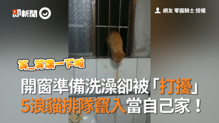 開窗準備洗澡卻被「打擾」 5浪貓排隊竄入當自己家！