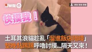 土耳其浪貓趁亂「溜進飯店陪睡」　整晚黏踢踢呼嚕討摸...隔天又來！