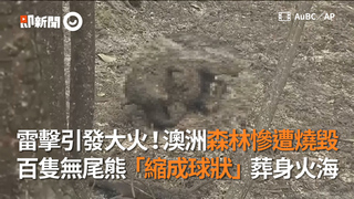 雷擊引發大火！澳洲森林慘遭燒毀  百隻無尾熊「縮成球狀」葬身火海
