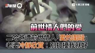 二哈爸遭前世情人「愛的圍毆」老婆冷靜欣賞：別打擾我就好