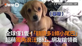 全球僅1隻！「額頭多1條小尾巴」　超萌獨角浪汪爆紅...網友搶領養