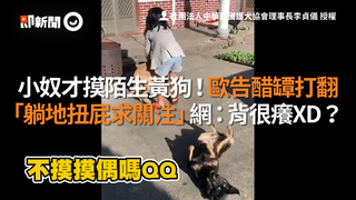 小奴才摸陌生黃狗！歐告醋罈打翻 「躺地扭屁求關注」網：背很癢XD？
