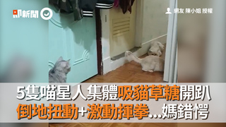 5隻喵星人集體吸貓草糖開趴　倒地扭動+激動揮拳...媽錯愕