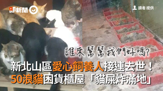 新北山區愛心飼養人接連去世！　50浪貓困貨櫃屋「貓屎炸滿地」