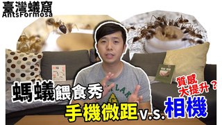 臺灣蟻窟-近距離高清「螞蟻餵食秀」才過沒多久巢穴又快滿啦
