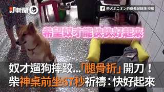 奴才遛狗摔跤...「腿骨折」開刀！　  柴神桌前坐67秒祈禱：快好起來