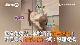 拒穿兔兔裝...羊駝貴賓露齒爆氣！ 聽見零食秒變呆萌～媽：好難捉摸