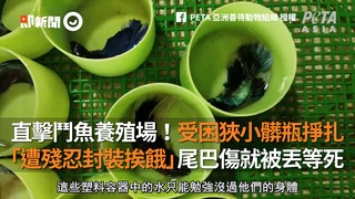 直擊鬥魚養殖場！受困狹小髒瓶中掙扎　「遭殘忍封裝挨餓」尾巴傷就被丟等死