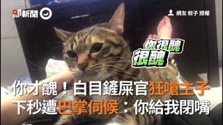 你才醜！白目鏟屎官狂嗆主子 下秒遭巴掌伺候：你給我閉嘴