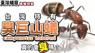 臺灣蟻窟-台灣特有種 全台最美螞蟻「臭巨山蟻」