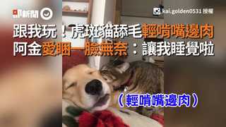 跟我玩！虎斑貓舔毛輕啃嘴邊肉　阿金愛睏一臉無奈：讓我睡覺啦