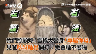 我們照顧妳！雪橇犬變身「專屬保母」 見爸吵妹睡覺開打：她會睡不著啦