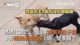 媽媽忙餵奶...小山羊沒喝到肚子餓　下秒跟浪浪要奶喝！網：是多餓？