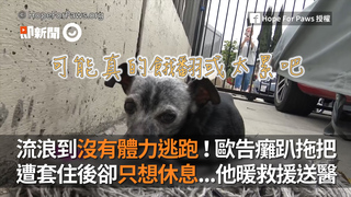 流浪到沒有體力逃跑！歐告癱趴拖把 遭套住後卻只想休息...他暖救援送醫