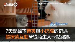 7天記錄下博美與小奶貓的奇遇　超療癒互動❤從陌生人→黏踢踢