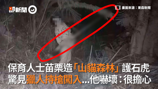 保育人士苗栗造「山貓森林」護石虎 驚見獵人持槍闖入...他嚇壞：很擔心