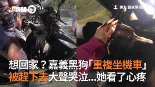 想回家？嘉義黑狗「重複坐機車」　 被趕下去大聲哭泣...她看了心疼