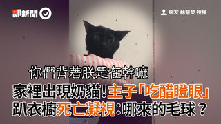家裡出現奶貓！主子「吃醋瞪眼」　趴衣櫥死亡凝視：哪來的毛球？