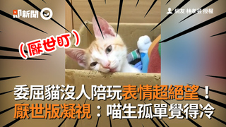 委屈貓沒人陪玩表情超絕望！　厭世版凝視：喵生孤單覺得冷
