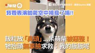飯粒放「鼻頭」...呆萌柴被惡整！牠抬頭無辜臉求救：我的飯飯呢