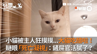 小貓被主人狂摸摸...大貓吃醋啦！ 瞇眼「死亡凝視」：鏟屎官活膩了？