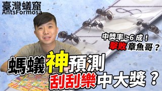 臺灣蟻窟-靠螞蟻「預測」刮刮樂數字 中獎機率竟然...？