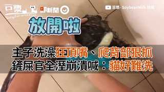 主子洗澡狂頂嘴、爬背部狠抓　鏟屎官全溼崩潰喊：貓好難洗