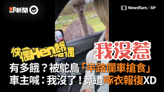 有多餓？被鴕鳥「半路攔車搶食」 車主喊：我沒了！竟遭啄衣報復XD