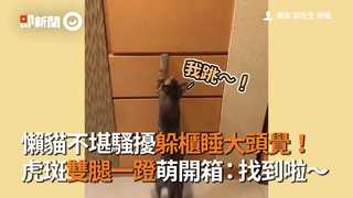 懶貓不堪騷擾躲櫃睡大頭覺！　 虎斑雙腿一蹬萌開箱：找到啦～