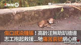 傷口感染腫脹！高齡汪無助趴牆邊　志工抱起救援...牠痛苦哀號網心疼