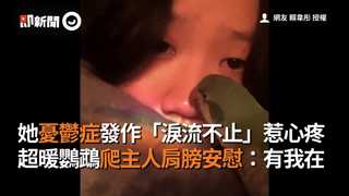 她憂鬱症發作「淚流不止」惹心疼 超暖鸚鵡爬主人肩膀安慰：有我在