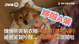 慵懶柴爽躺衣櫃神還原《哆啦A夢》被爸笑聲吵醒...睜眼怒瞪：滾開啦