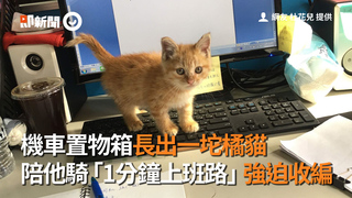 機車置物箱長出一坨橘貓　陪他騎「1分鐘上班路」強迫收編