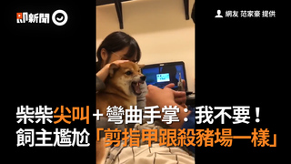 柴柴尖叫+彎曲手掌：我不要！　飼主尷尬「剪指甲跟殺豬場一樣」