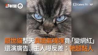 厭世貓整天臭臉氣噗噗竟「變網紅」 還演廣告...主人曝反差：牠超黏人