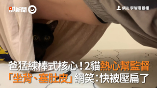 爸猛練棒式核心！2貓熱心幫監督　「坐背、塞肚皮」網笑：快被壓扁了