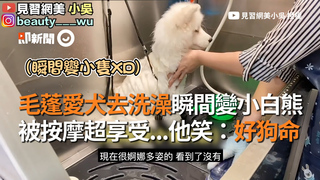 毛蓬愛犬去洗澡瞬間變小白熊　被按摩超享受...他笑：好狗命