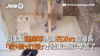 飼主幫薩摩耶洗澡花2hrs超漫長　「吹+梳+打掃」才結束...網：辛苦了
