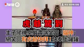 主子爬神桌嚴肅端坐當「貓神」 網笑：有虎爺快拜！快奉上罐罐