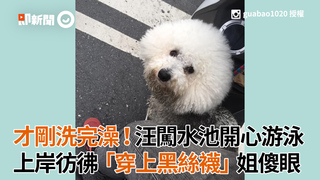 才剛洗完澡！汪闖水池開心游泳　上岸彷彿「穿上黑絲襪」姐傻眼