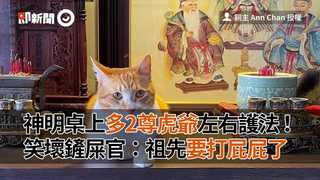 神明桌上多2尊虎爺左右護法！笑壞鏟屎官：祖先要打屁屁了